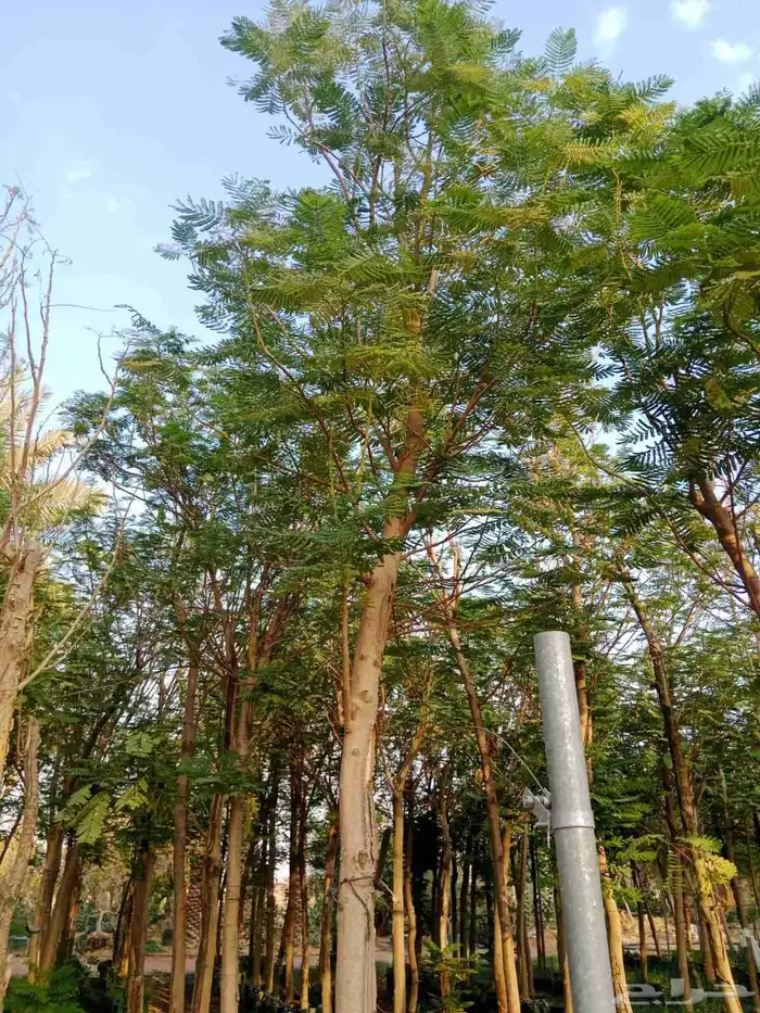 جميع الأشجار الزينه للقصور والاستراحات 1