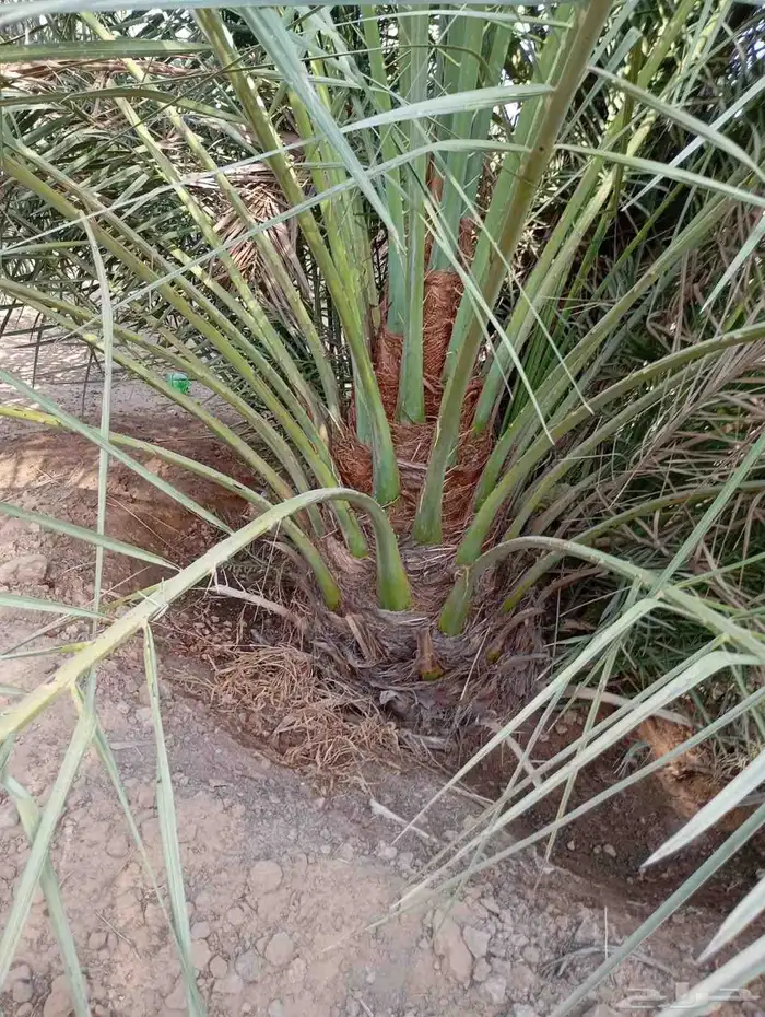 يوجد لدينا جميع النواع فسايل النخل العربي والجثايث 1