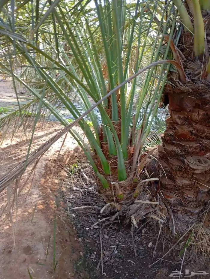 يوجد لدينا جميع النواع فسايل النخل العربي والجثايث 3