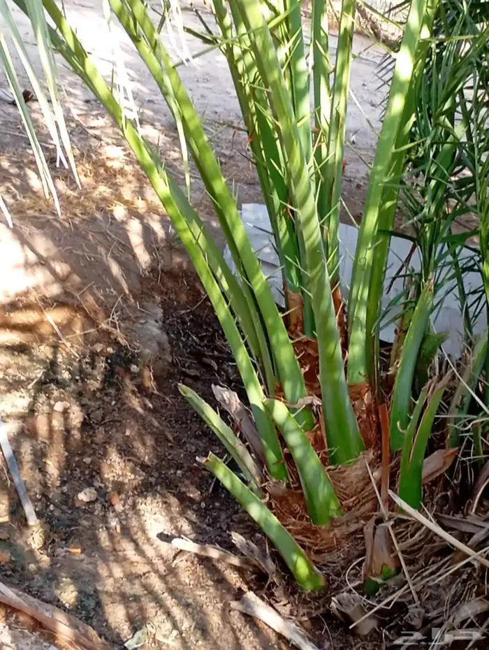 يوجد لدينا جميع النواع فسايل النخل العربي والجثايث 0