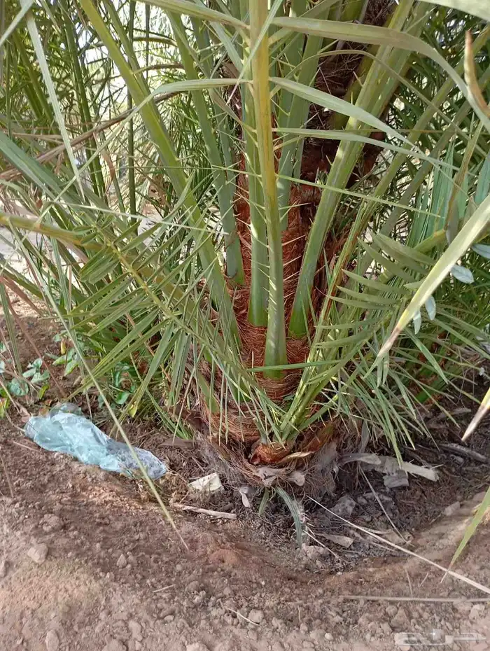 يوجد لدينا جميع النواع فسايل النخل العربي والجثايث 2