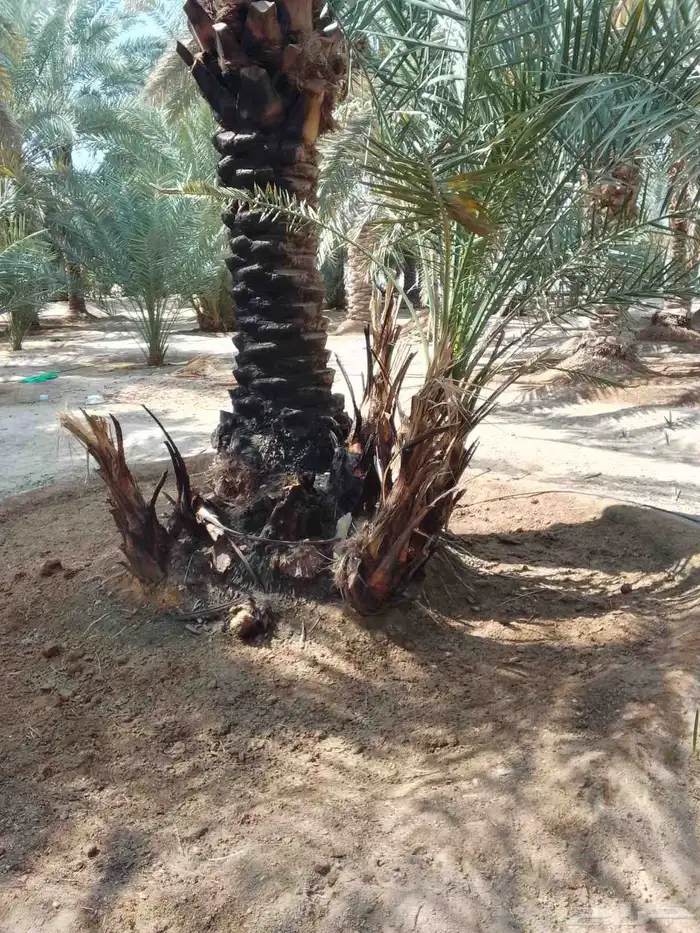 مواكيل نجران 4