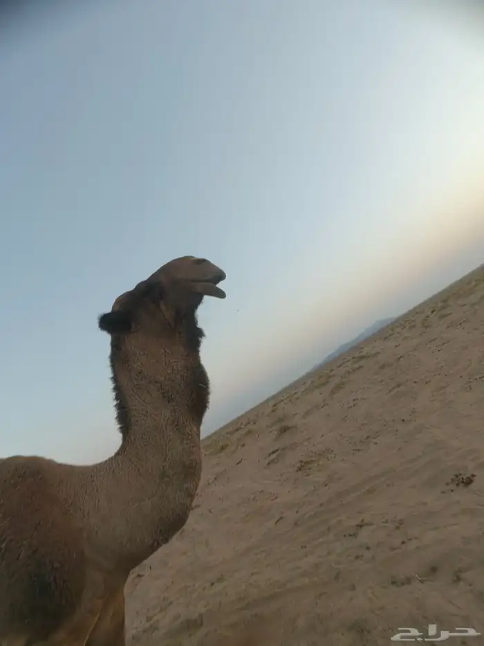 للبيع فحل طيب مزاين بس عيبه ضعف بالعشاار 1