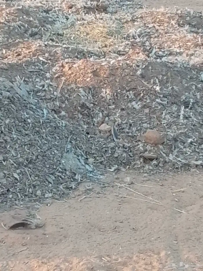 سماد دواجن بلدي الموقع الجله 2