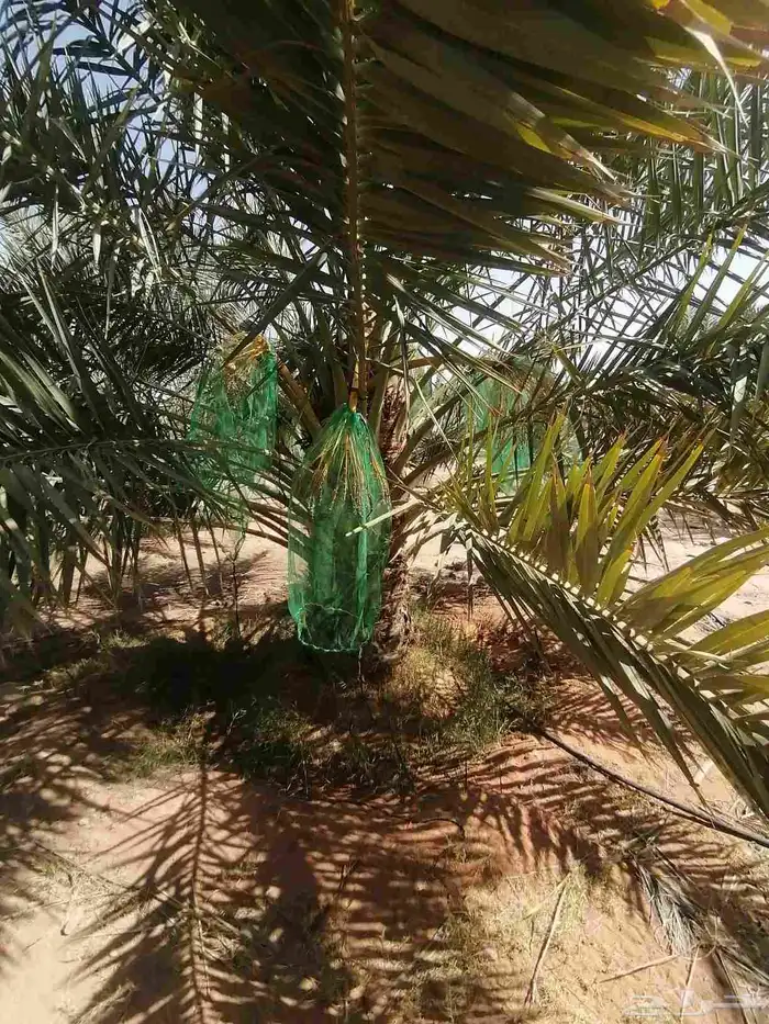 نخل للبيع جميع انواع 3