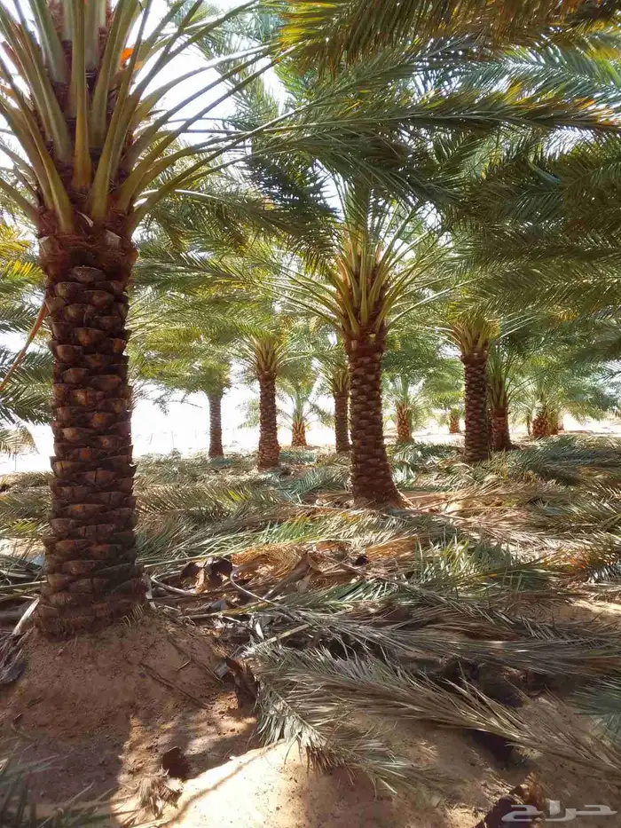 نعمل في نظافة وتكريب نخل بأنواعه ونظافة المزارع وتوريد نخل 2