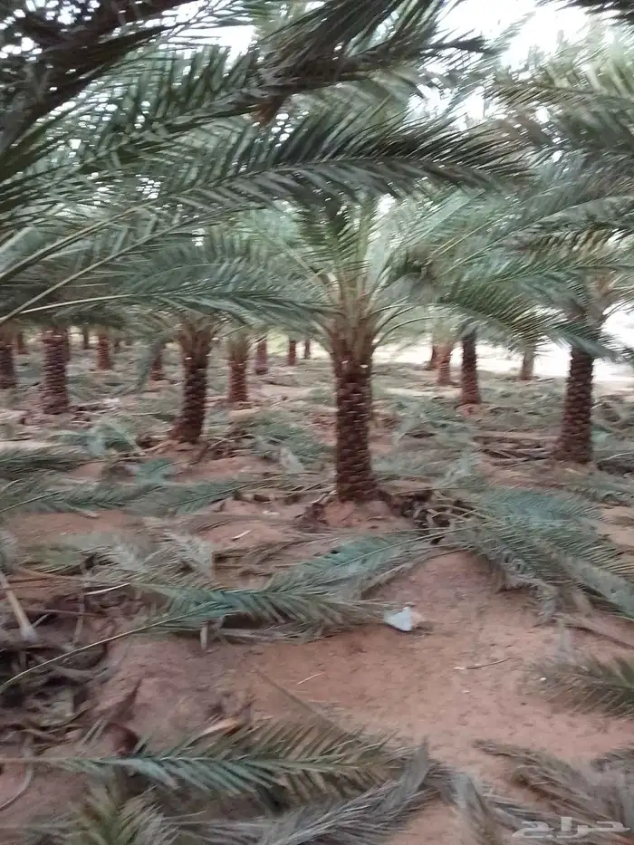 نعمل في نظافة وتكريب نخل بأنواعه ونظافة المزارع وتوريد نخل 7