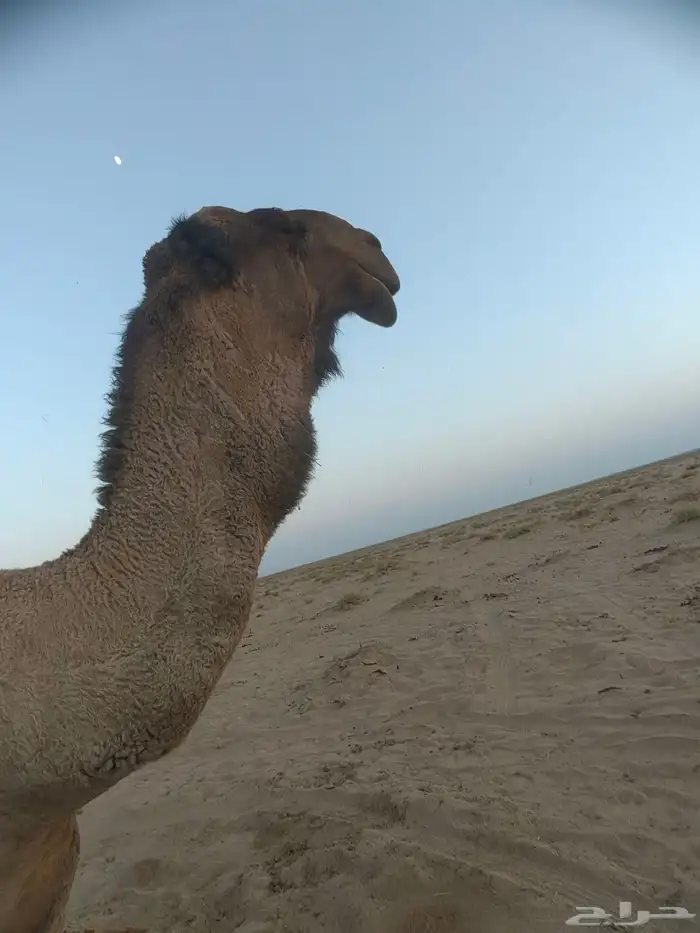 للبيع فحل طيب مزاين بس عيبه ضعف بالعشاار 3