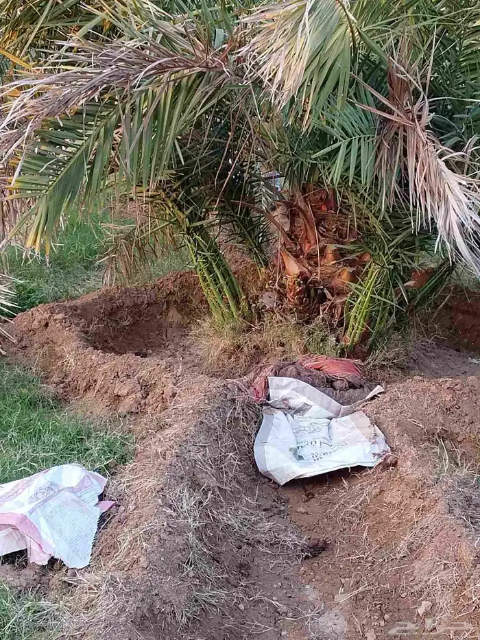 جميع انواع النخيل 0