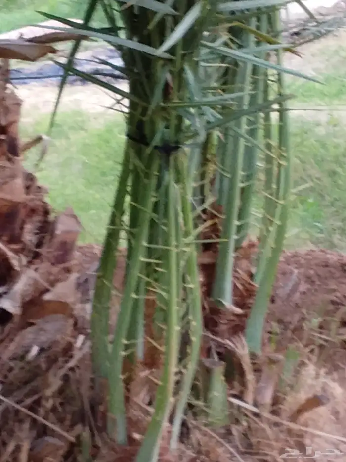 جميع انواع النخيل 4