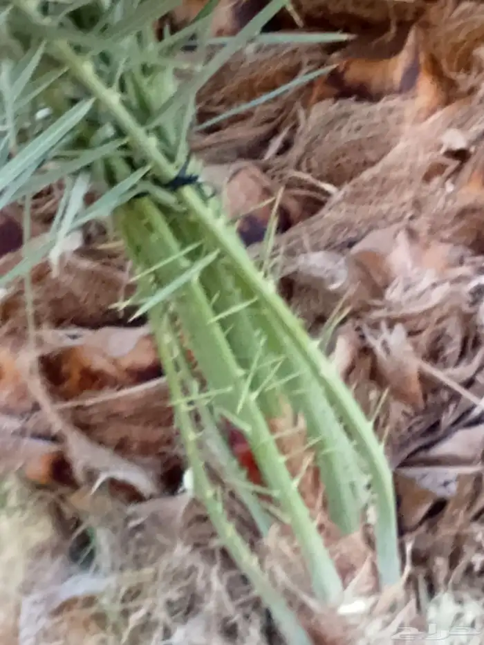 جميع انواع النخيل 3