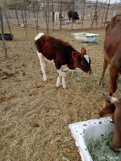 بقره للبيع 0