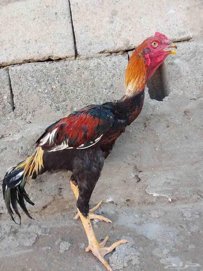 ديك ذكر بكستني مشروط 2