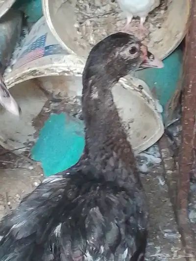 فروخ بط مصري للبيع index