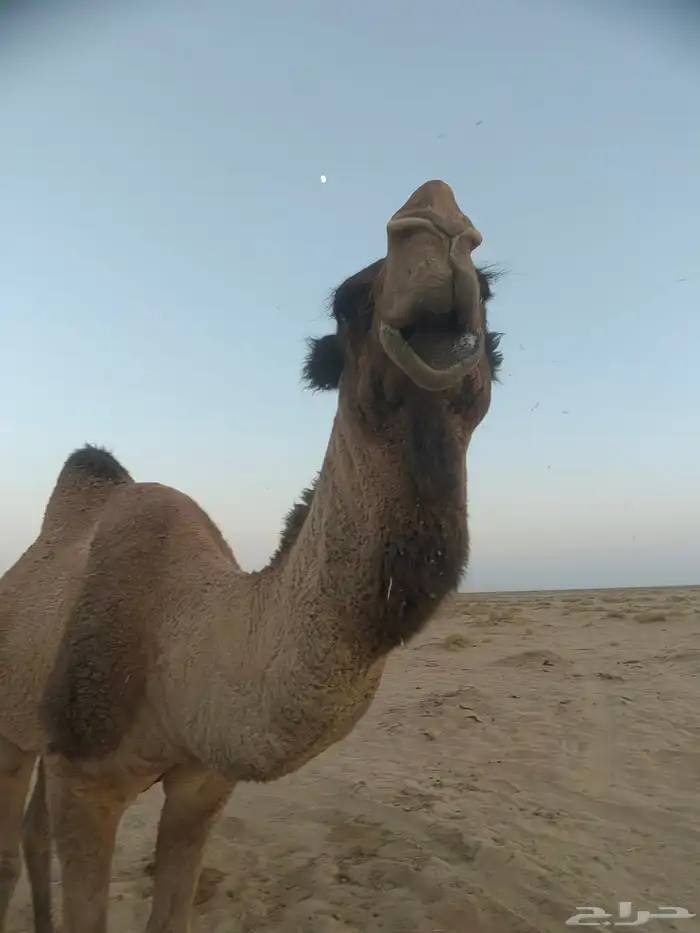 للبيع فحل طيب مزاين بس عيبه ضعف بالعشاار 2