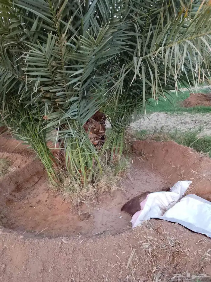 جميع انواع النخيل 2