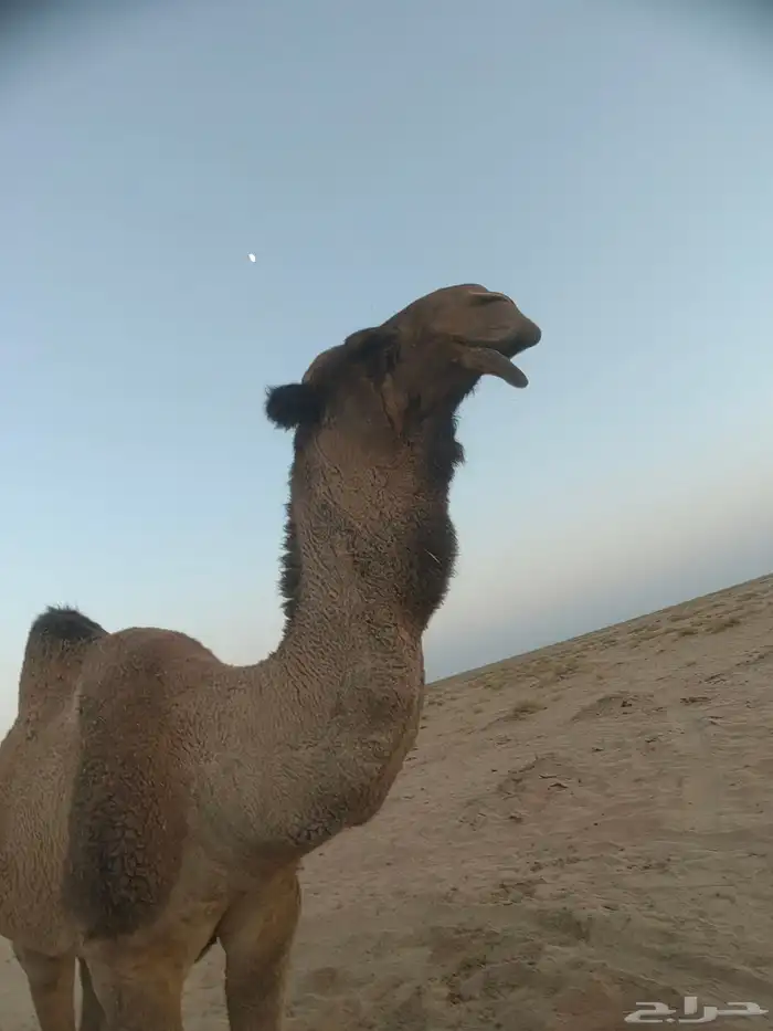 للبيع فحل طيب مزاين بس عيبه ضعف بالعشاار 0