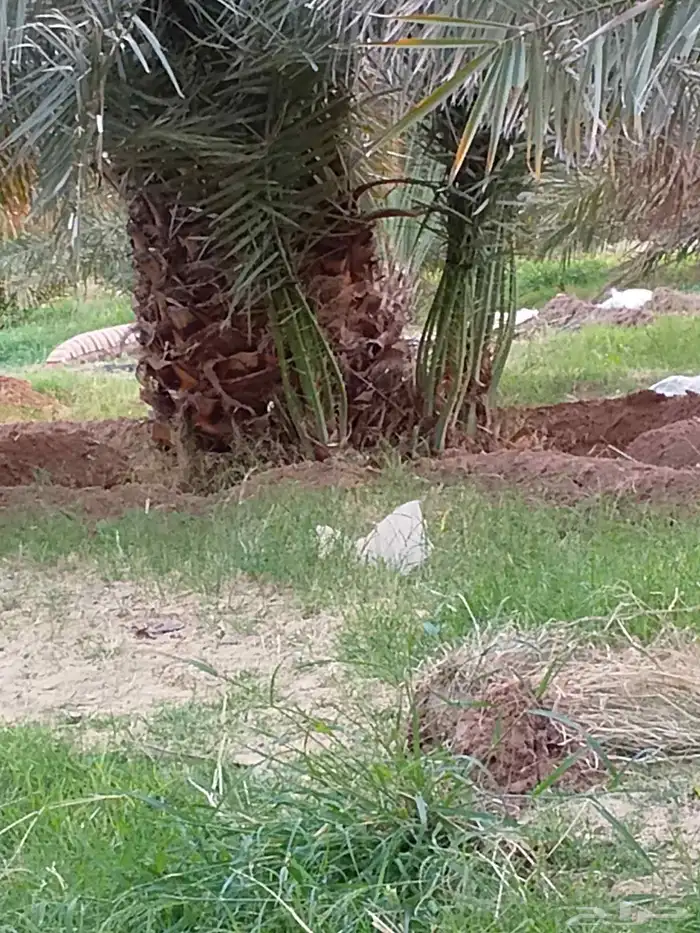 جميع انواع النخيل 6