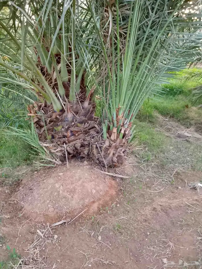 جميع انواع النخيل 1