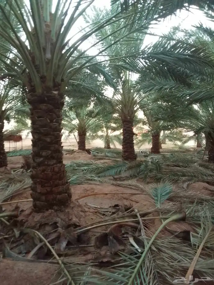 نعمل في نظافة وتكريب نخل بأنواعه ونظافة المزارع وتوريد نخل 9