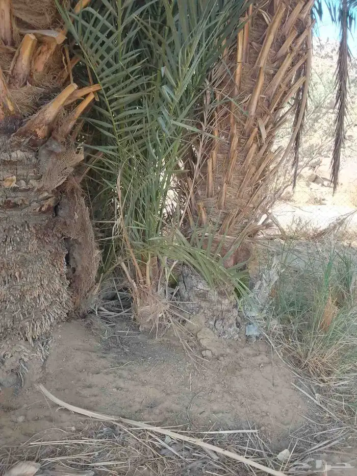 مواكيل نجران 3