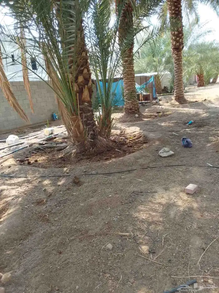 مواكيل نجران 6