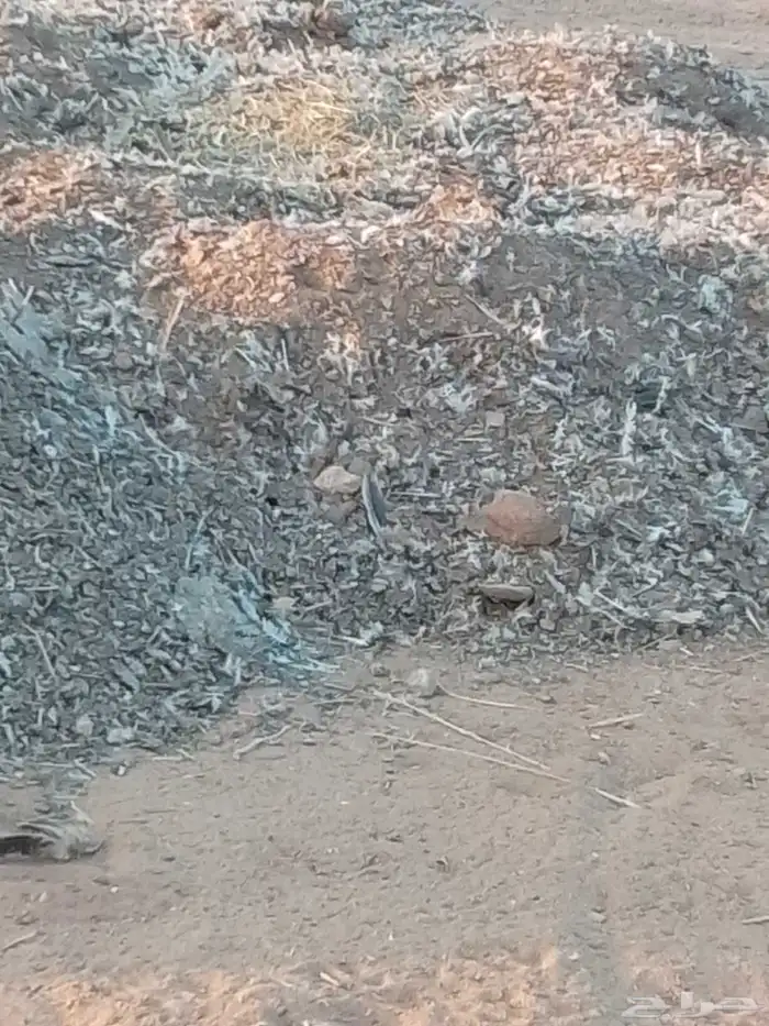 سماد دواجن بلدي الموقع الجله 1