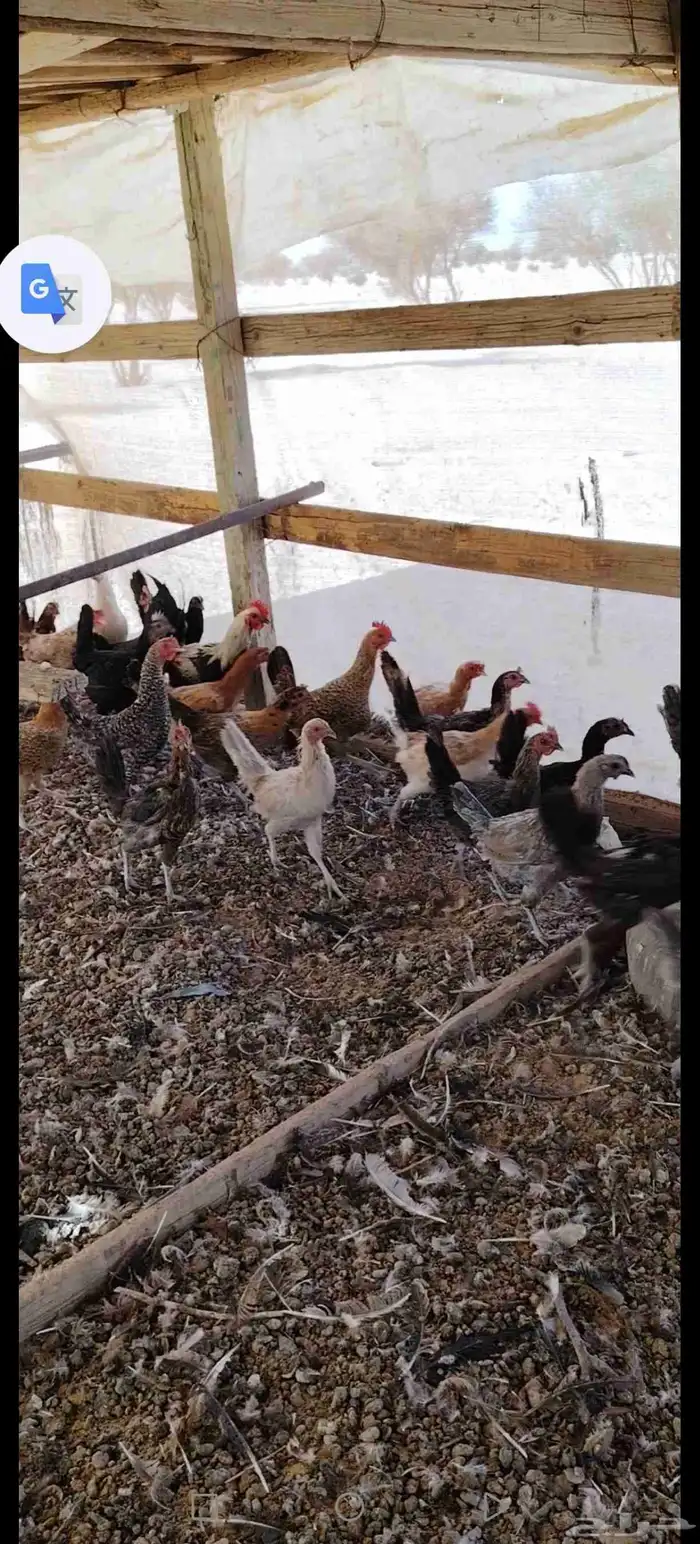 دجاج بياض عمر سنه العدد 50 الموقع على العطيف محطه ساسكو في ك 3