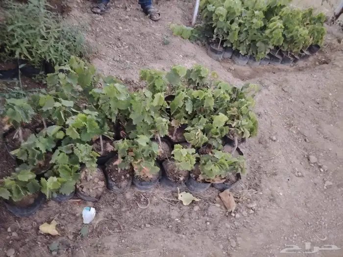 شتلات عنب ب 5 ريال الموقع الشفا 0