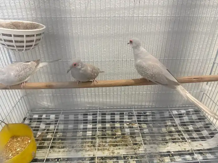 حمام الماسي 0