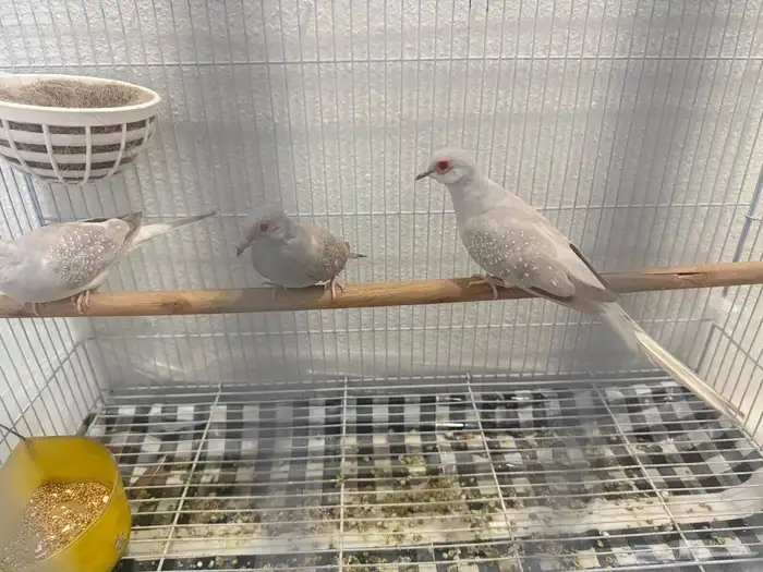 حمام الماسي 4