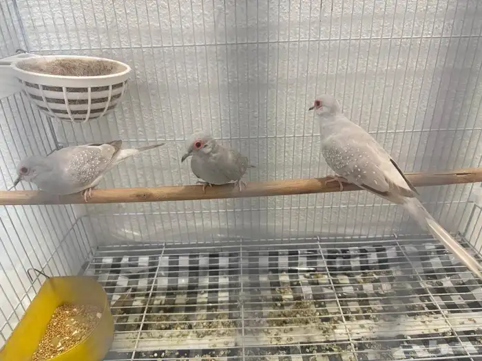 حمام الماسي 1