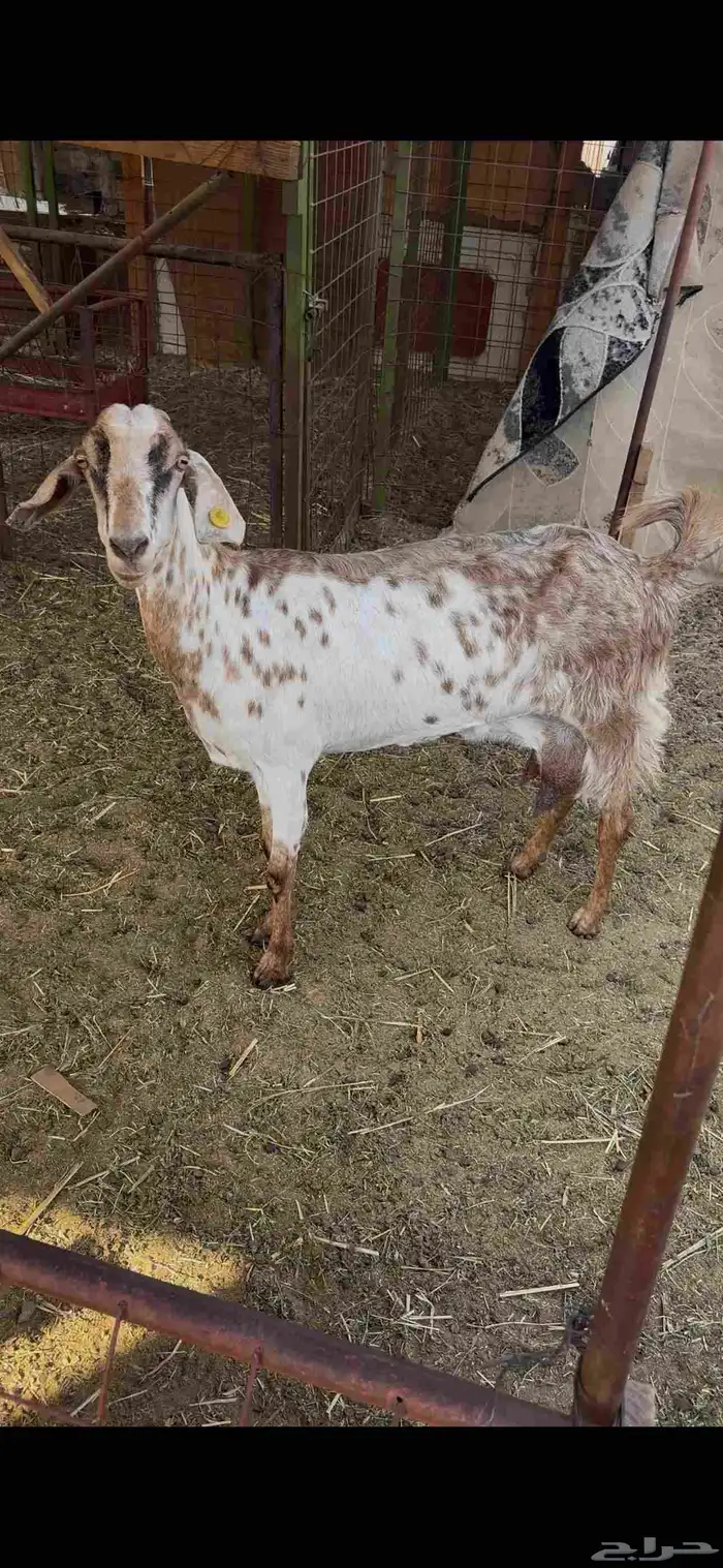 عنز بيشيه حليب وافر جرم 0