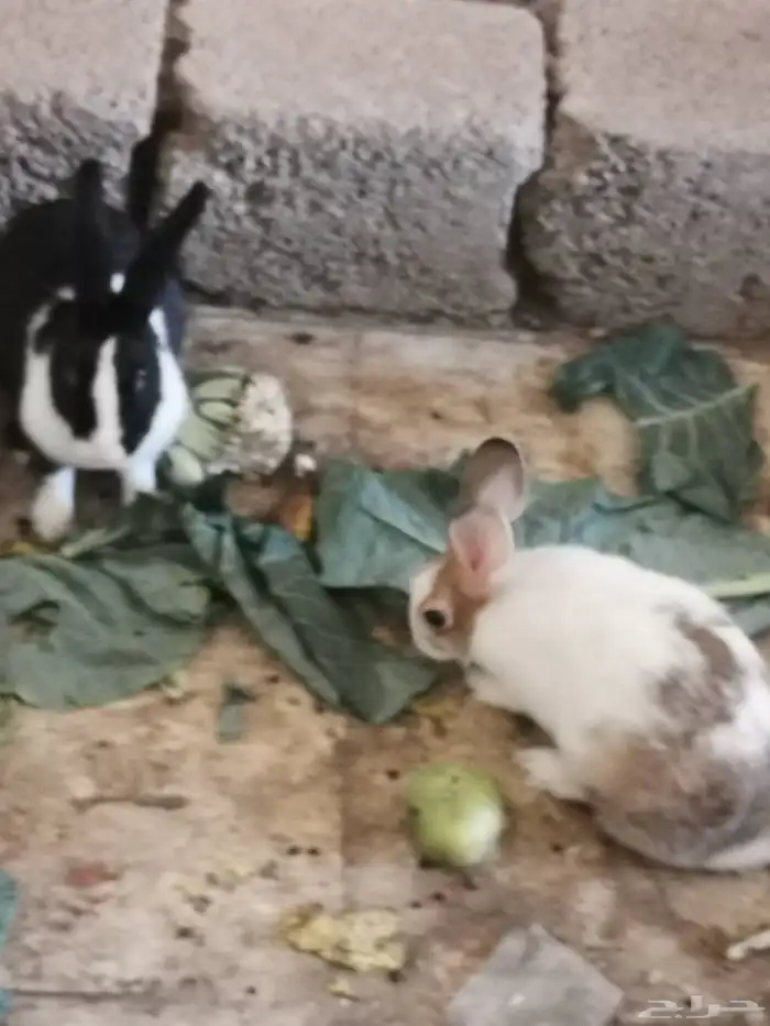 ارنب. ارانب منتجه للبيع 8