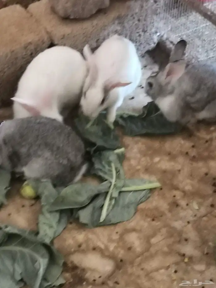 ارنب. ارانب منتجه للبيع 7