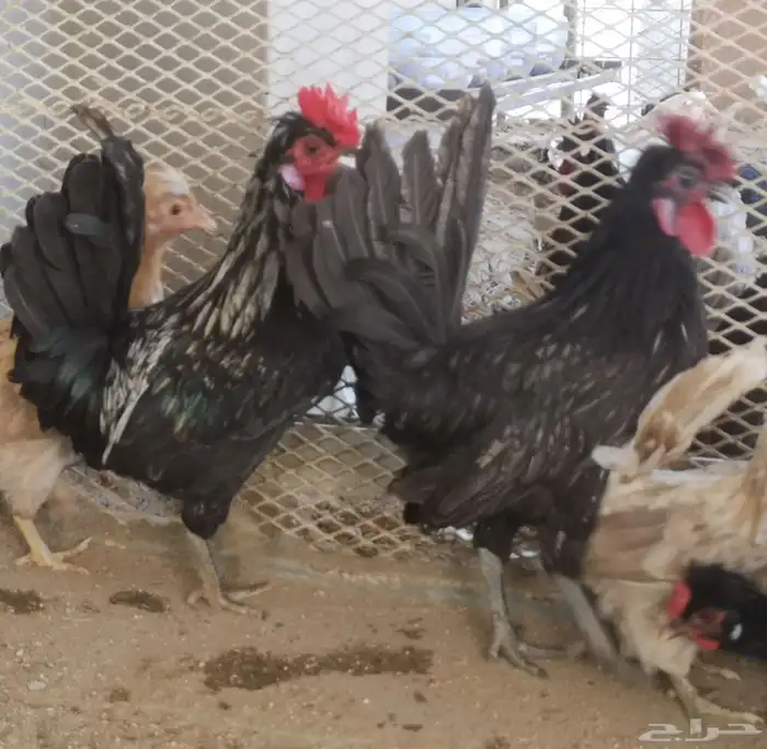 ديوك عربي شباب 6