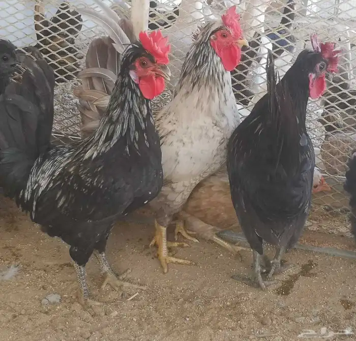 ديوك عربي شباب 0