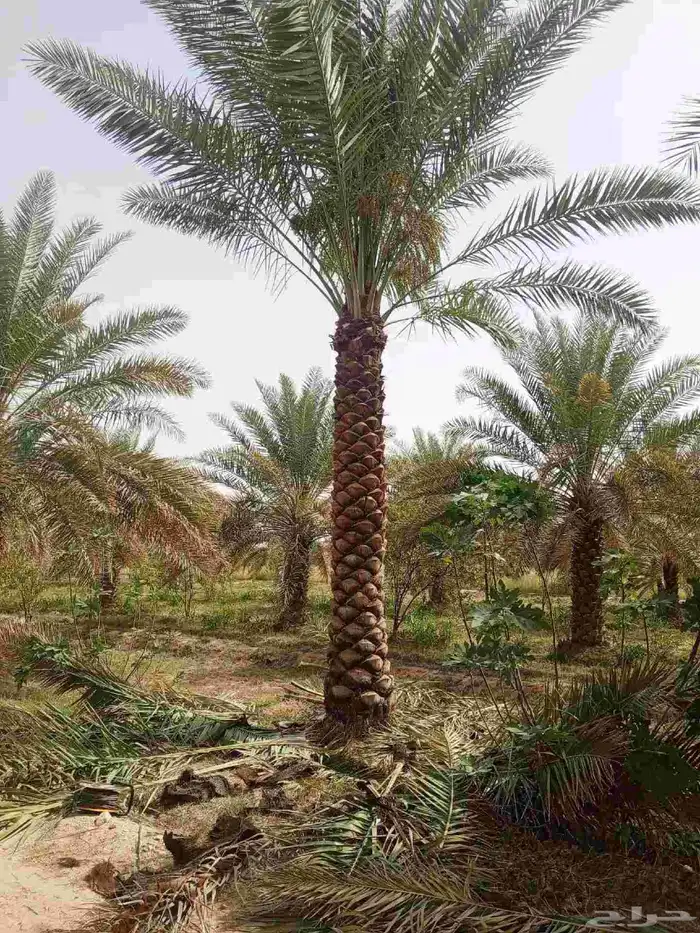 نخل عربي ونخل وشنطني بجميع الأنواع وزرعه والقلع 1