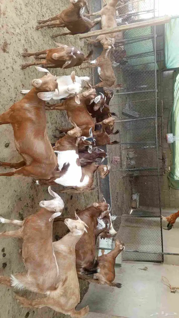 ماعز جفار جنوبيات دهم 0