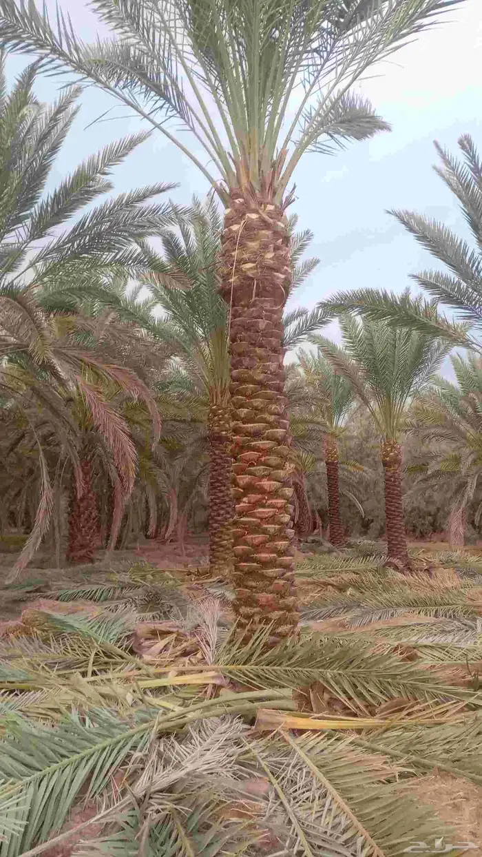 يوجد لدينا جميع انواع النخيل عربي واشنطني تكراب تنضيف 7