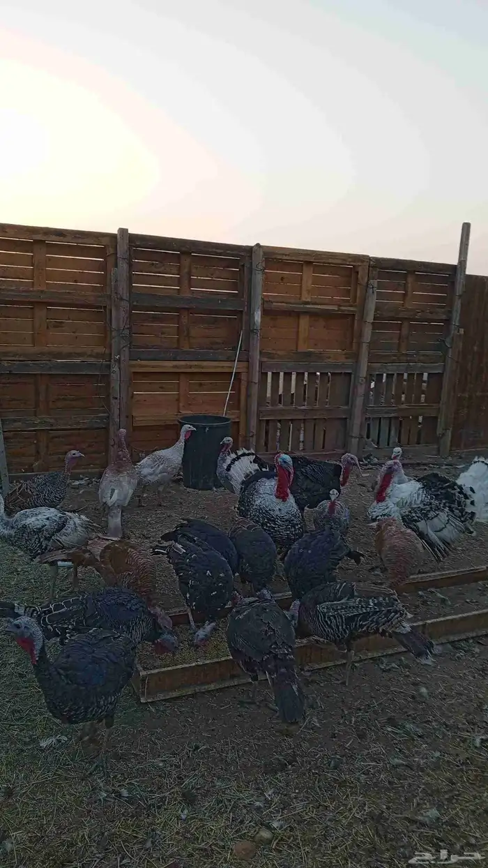 دجاج رومي للبيع العدد 20 2