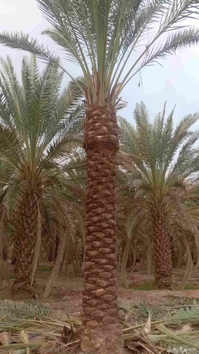 يوجد لدينا جميع انواع النخيل عربي واشنطني تكراب تنضيف 9