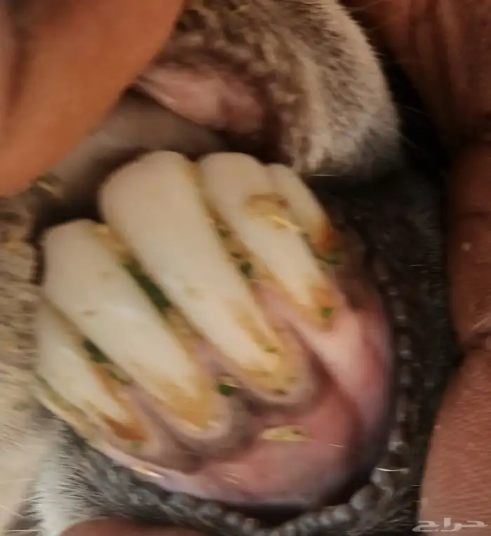 حريات خلفات 2 3