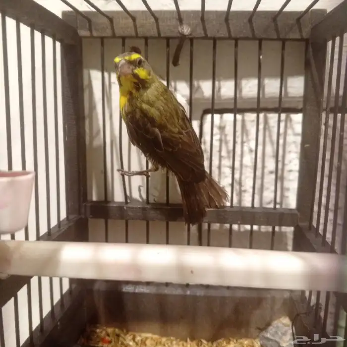 للبيع ياسمين بو زنبيغ على السوم رقم الجوال 0