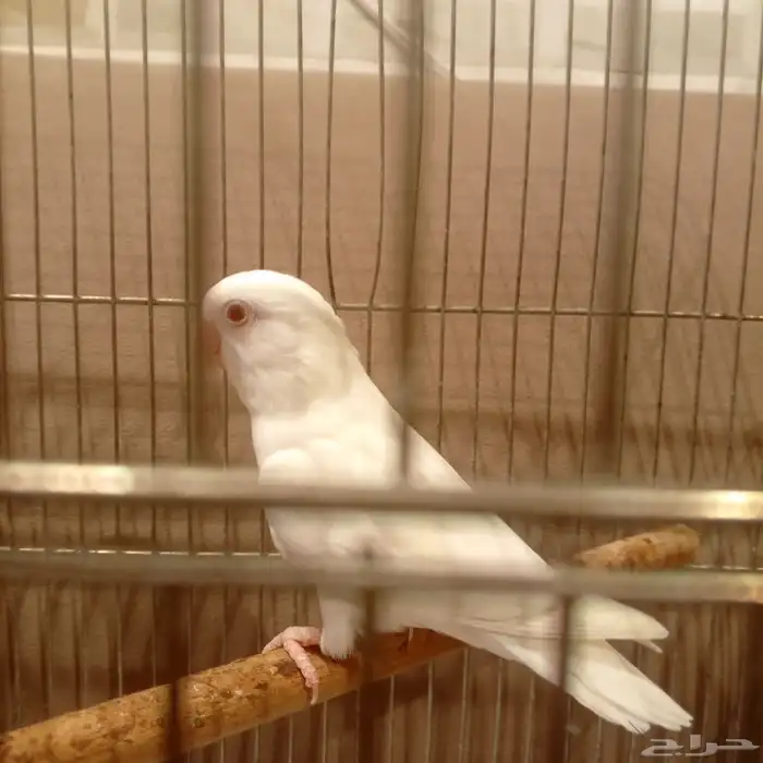 للبيع روز البيانو ذكر شرط جهز على السوم بدون ملحقات 0