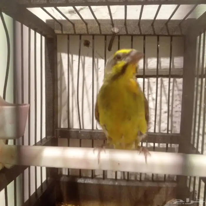 للبيع ياسمين بو زنبيغ على السوم رقم الجوال 1