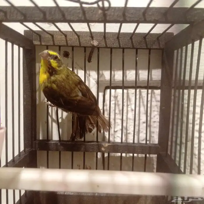 للبيع ياسمين بو زنبيغ على السوم رقم الجوال 2