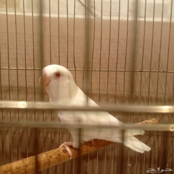 للبيع روز البيانو ذكر شرط جهز على السوم بدون ملحقات 1