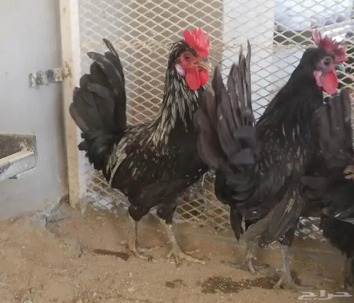 ديوك عربي شباب 3