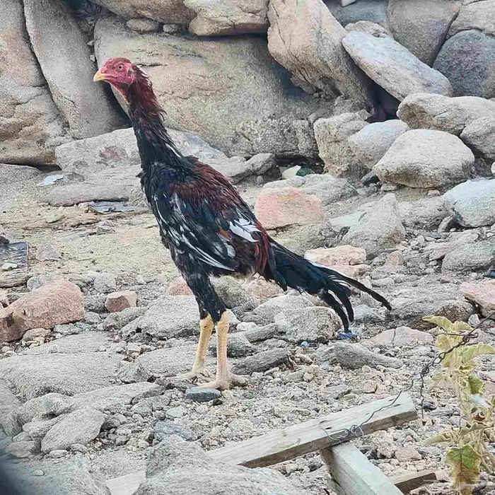 ديوك شامو ياباني اوسكا 1